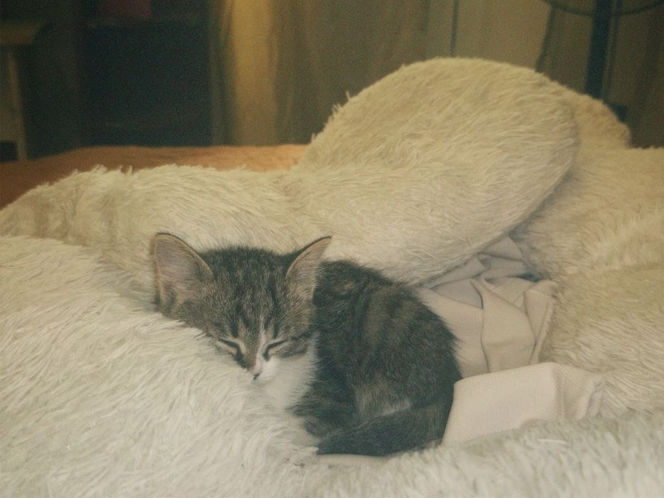 котенок-девочка!