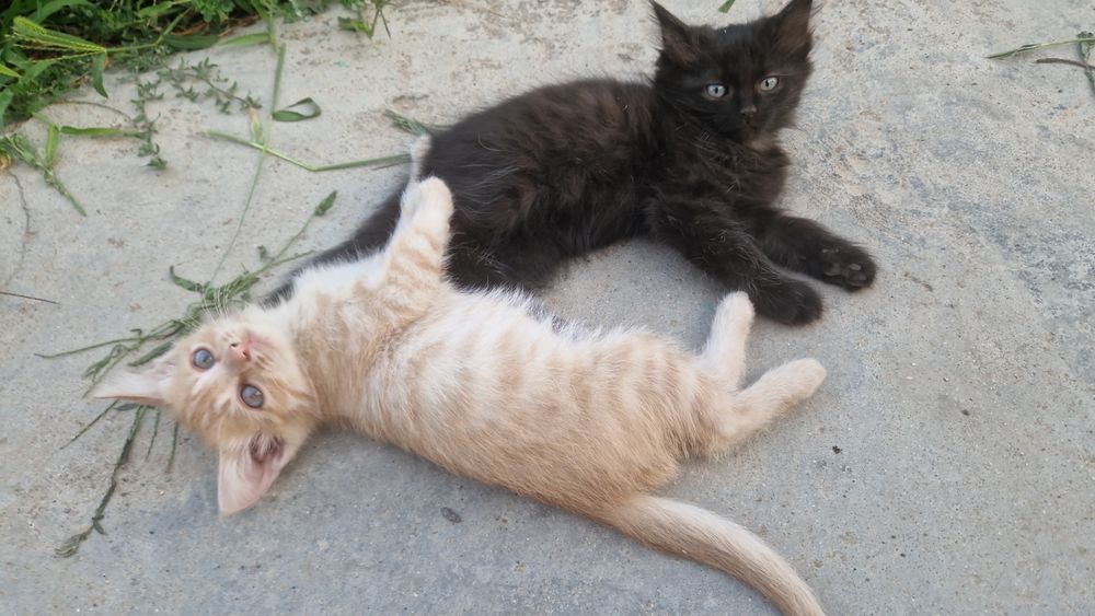 котята бесплатно