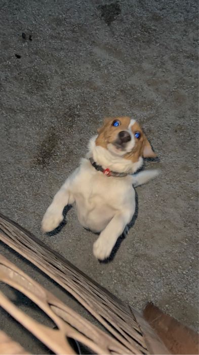 Щенок Джек Рассел террер