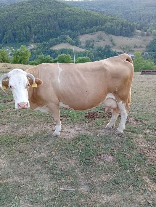 Vaci pentru abator 4 bucati pret pe bucata
