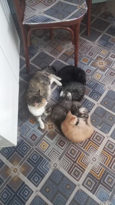 Котята в добрые руки