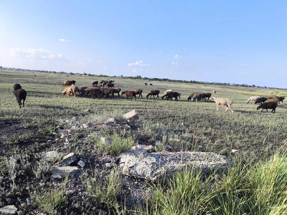 Қойлар маркалар сатылады