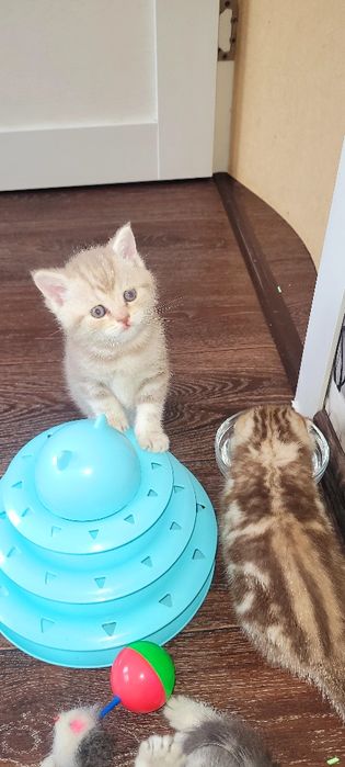 Продается котенок девочка шотландка