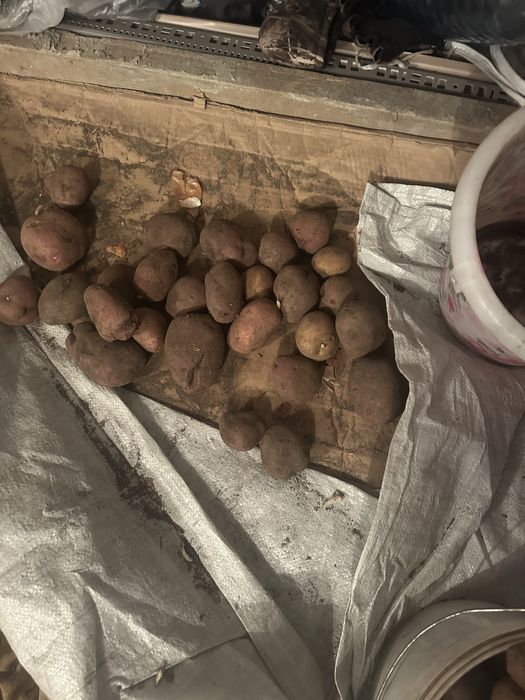 Картофель домашний, отборный!
