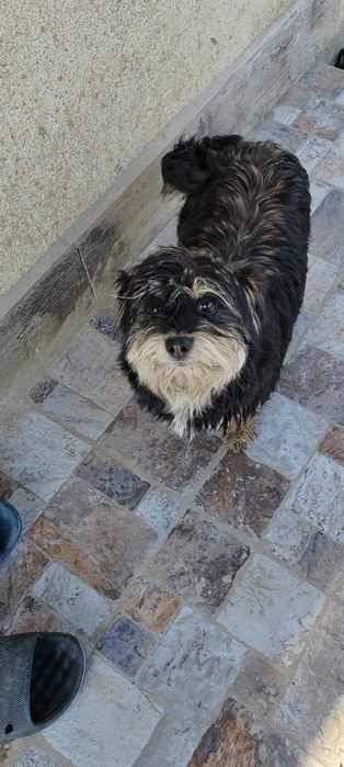 Cățelușa pentru adopție
