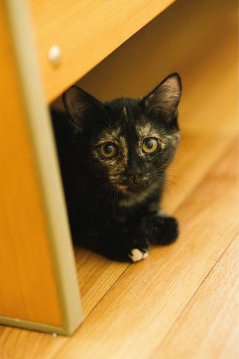 Котенок девочка ищет дом