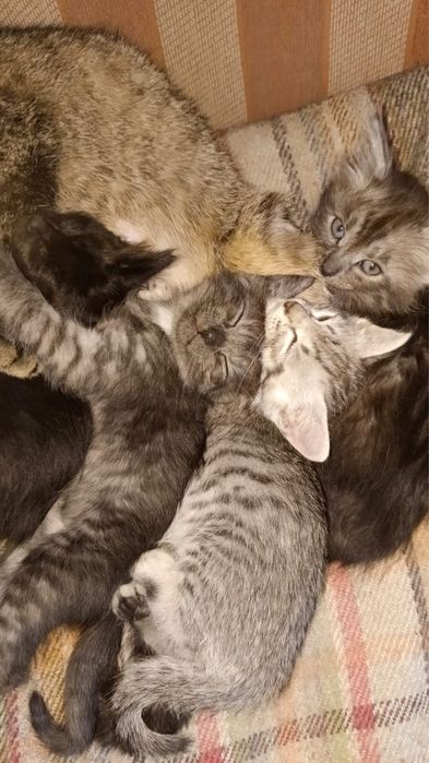 Отдам котят бесплатно