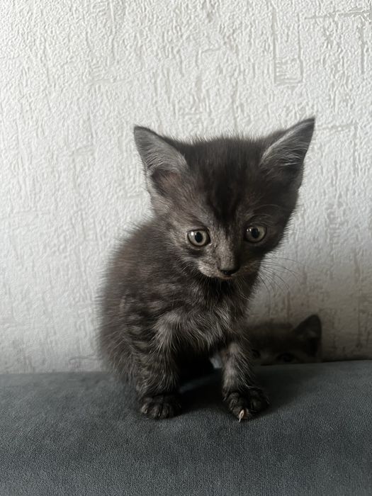 Отдам котят, все мальчики