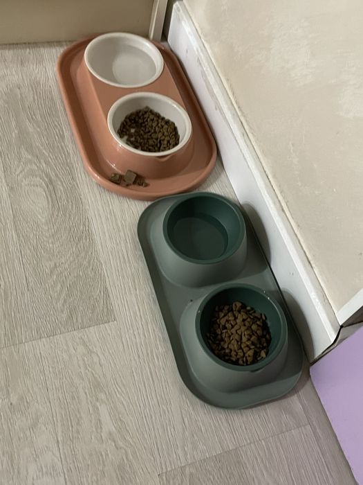 Британские веслухоте породистые 5 месяцев