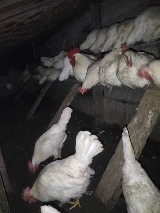 Oq damshniy tuxumlari sotiladi 3500 som