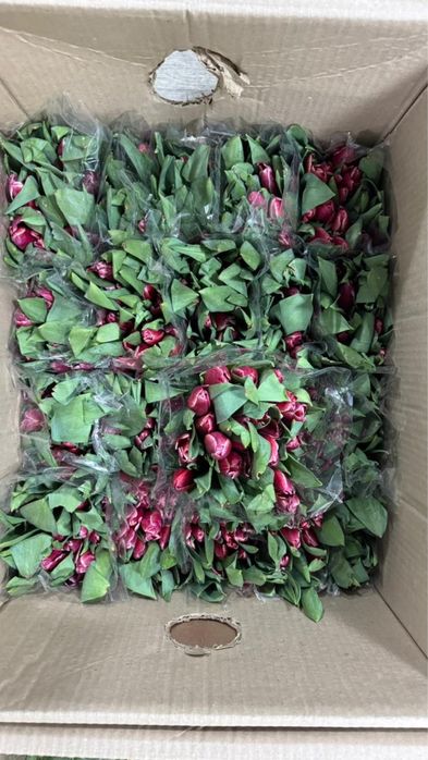 ТЮЛЬПАНЫ 800тг местные 60см