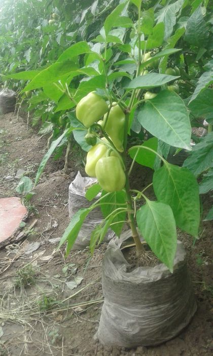 Энг зурлари бизда