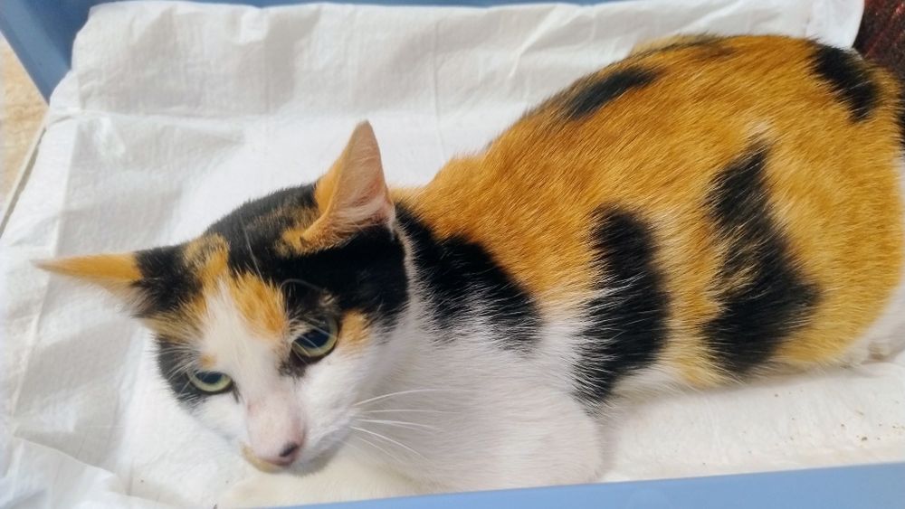 Pisica Calico pt adoptie.