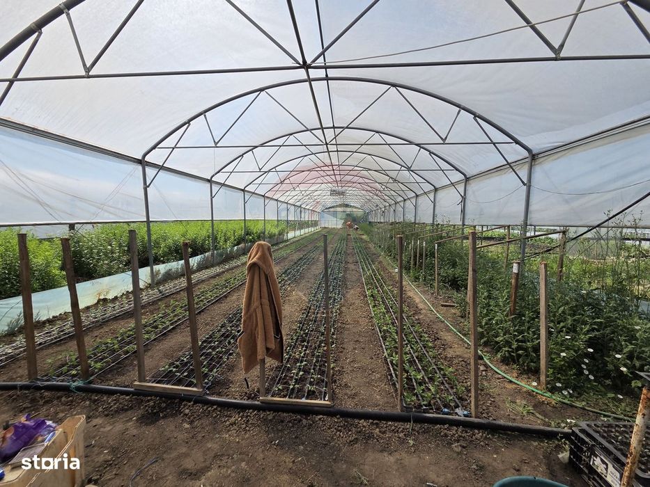 Proprietate 2.229 mp cu Dotări pentru Afacere Florală