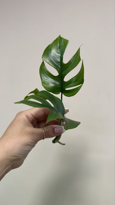 Рафидофора тетрасперма