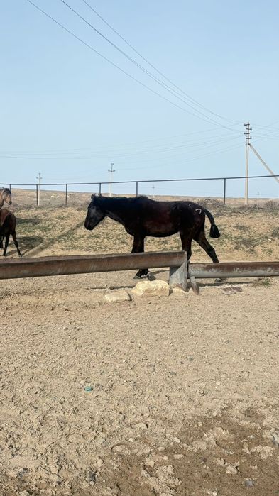 Кунан Құнан сатылады