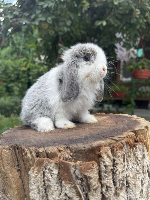 QUYON KARLIK . Кролик Карликовый