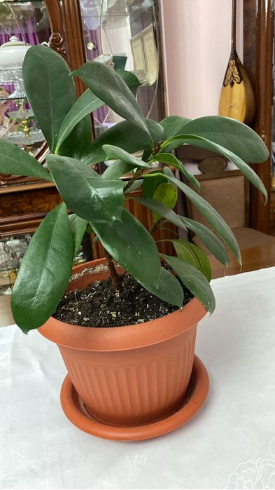 Комнатные кеприхотливые цветы