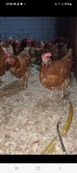 Puicute rosi  ouatoare