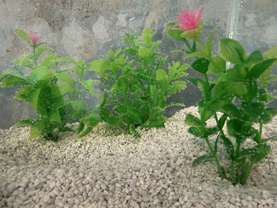 Acvariu 10 litri