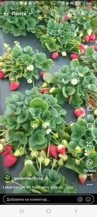 Предлагам ягоди ималини эа всеки земеделец.