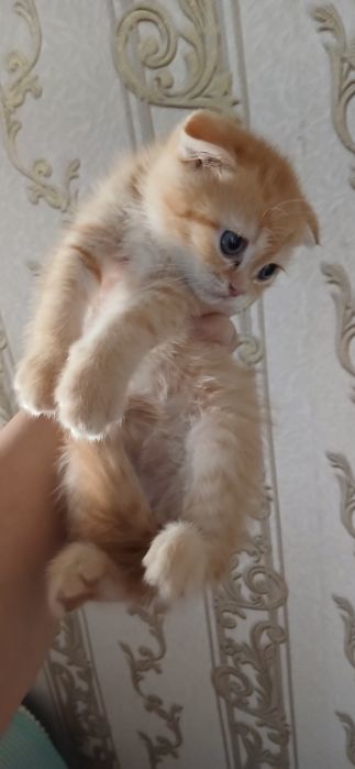 Продаются Котята