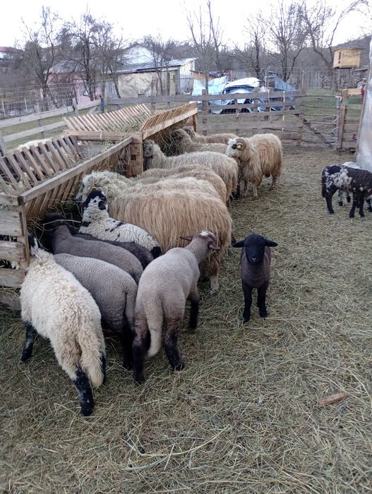 Oi tinere de vânzare