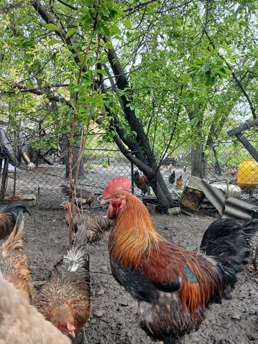 Петухи годовалые, продам.