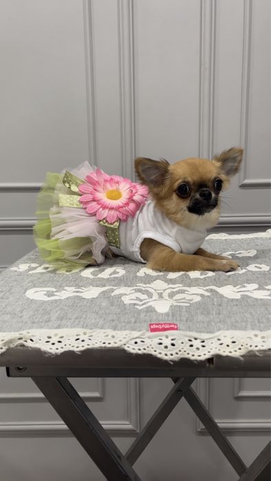 Эксклюзивная микро девочка чихуахуа.