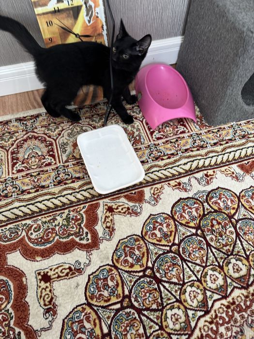 Отдам котика в добрые руки