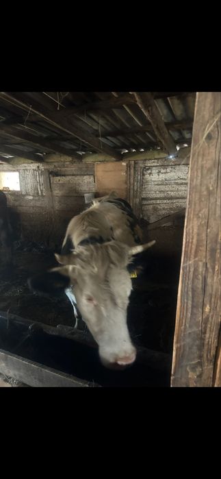 Vand 3 juninci cu vitel !