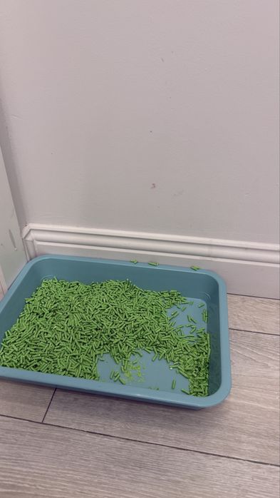 Котенок Шотланка