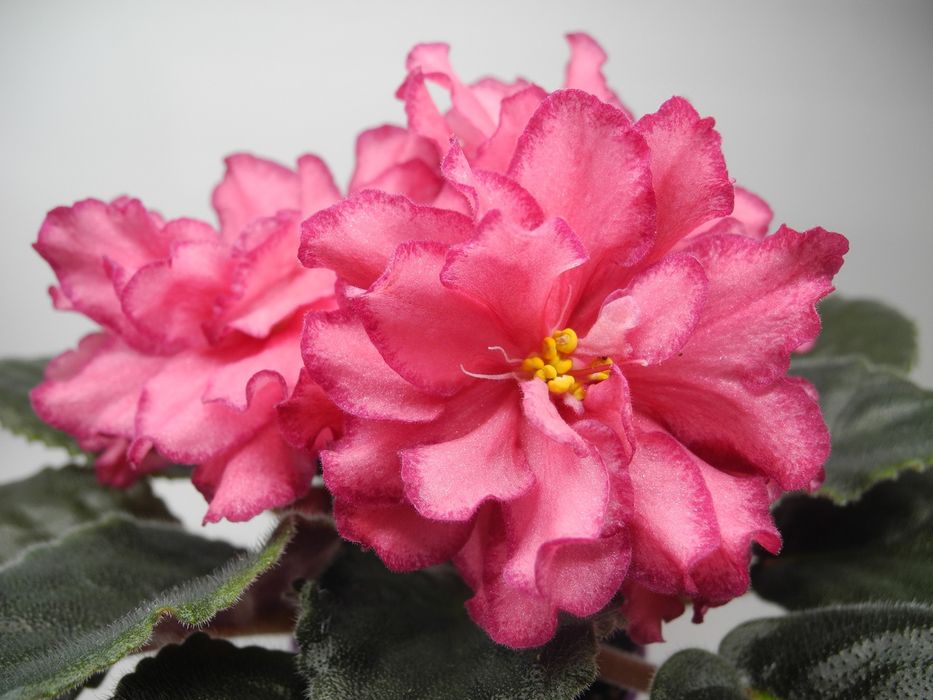 Фиалки сортовые свежесрезанным листом