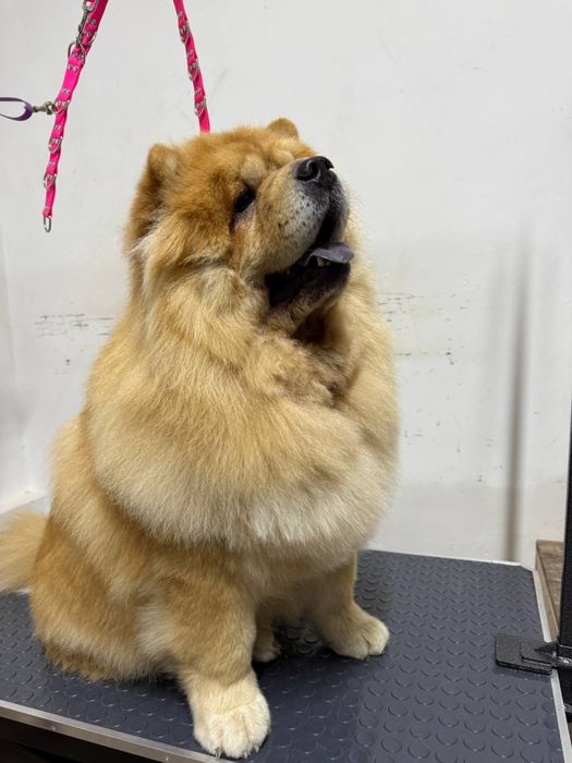 Экспресс-линька для собак