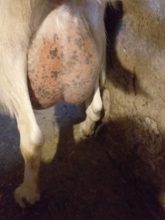 Vând lapte de Capra.  15 lei litru