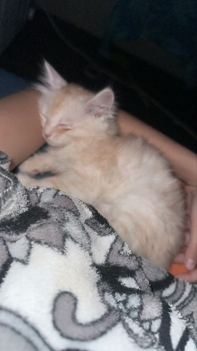 Милый котенок по имени Лео