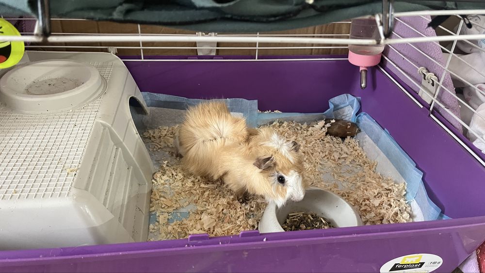 Морско свинче мъжко + клетка