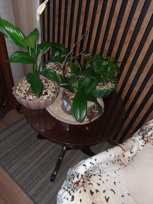 Продам комнатные цветы