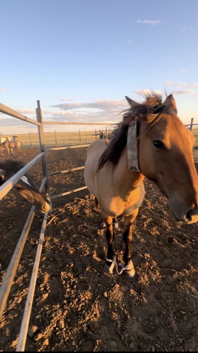 Мұғалжар МЗ айғыр құнан