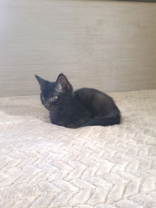 Котёнок девочка 3 месяца.