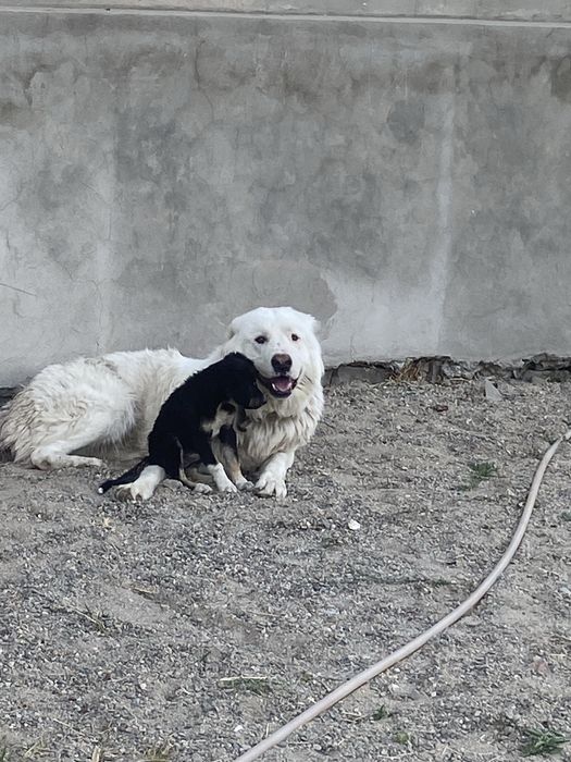 төбет сатылады срочно