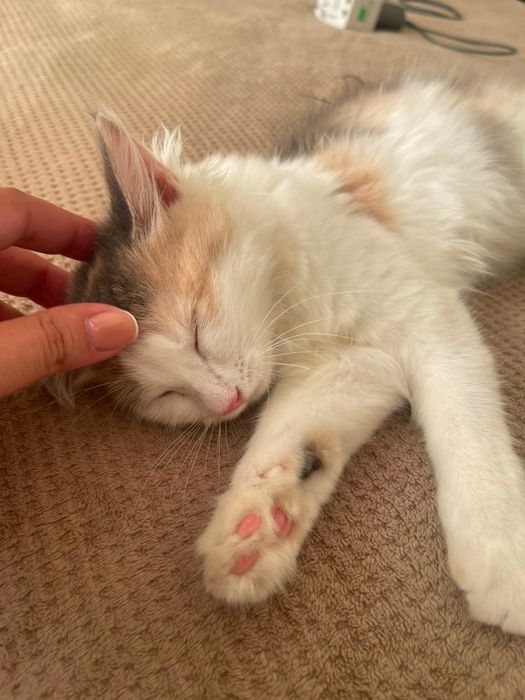 Котенок в добрые руки