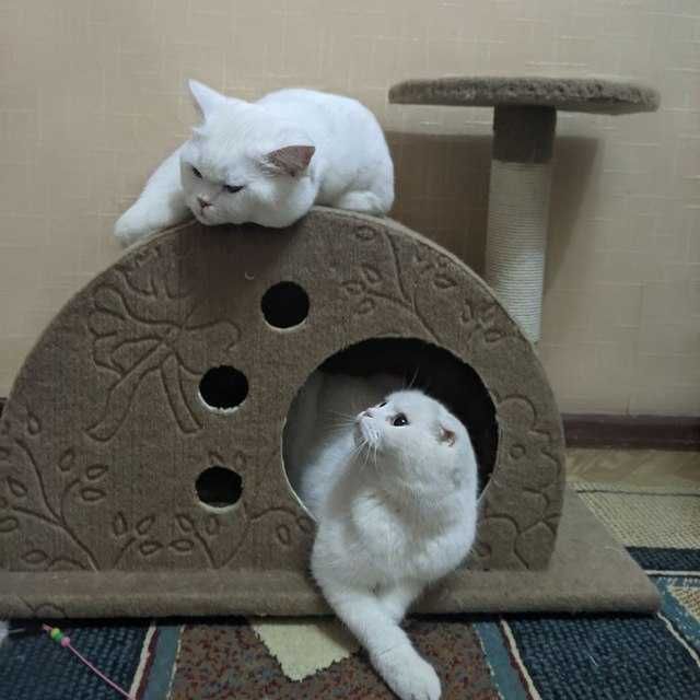 Продается шотландские кошка прямоух Скоттиш Страйт   девочка - белый