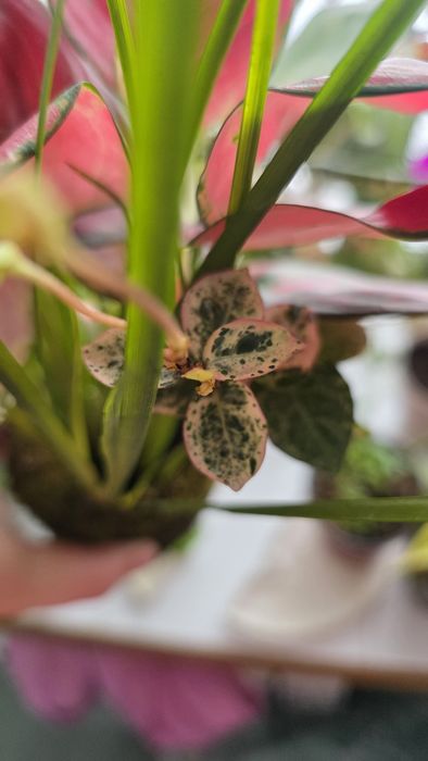 Продам композицию из растений кокедама