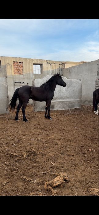 Айғыр айгыр донен жеребец