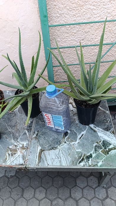 Продам Алоэ Вера