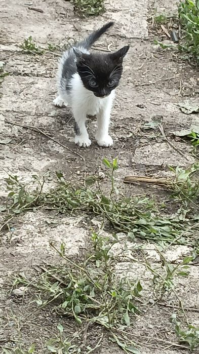 Домашние котята.