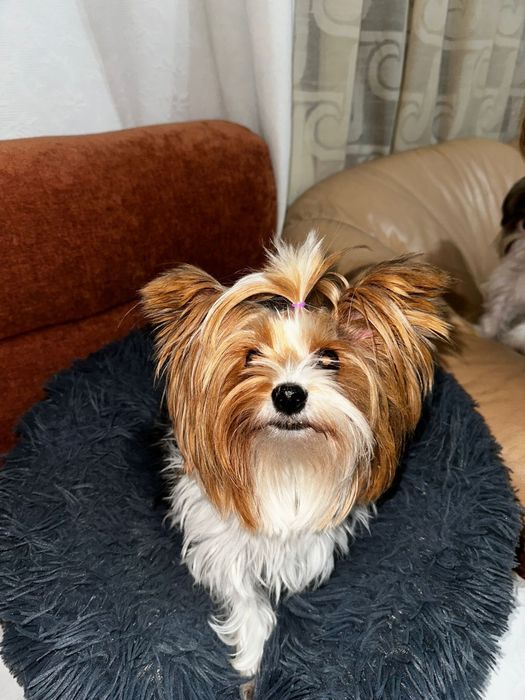 Йоркширски териер бивер