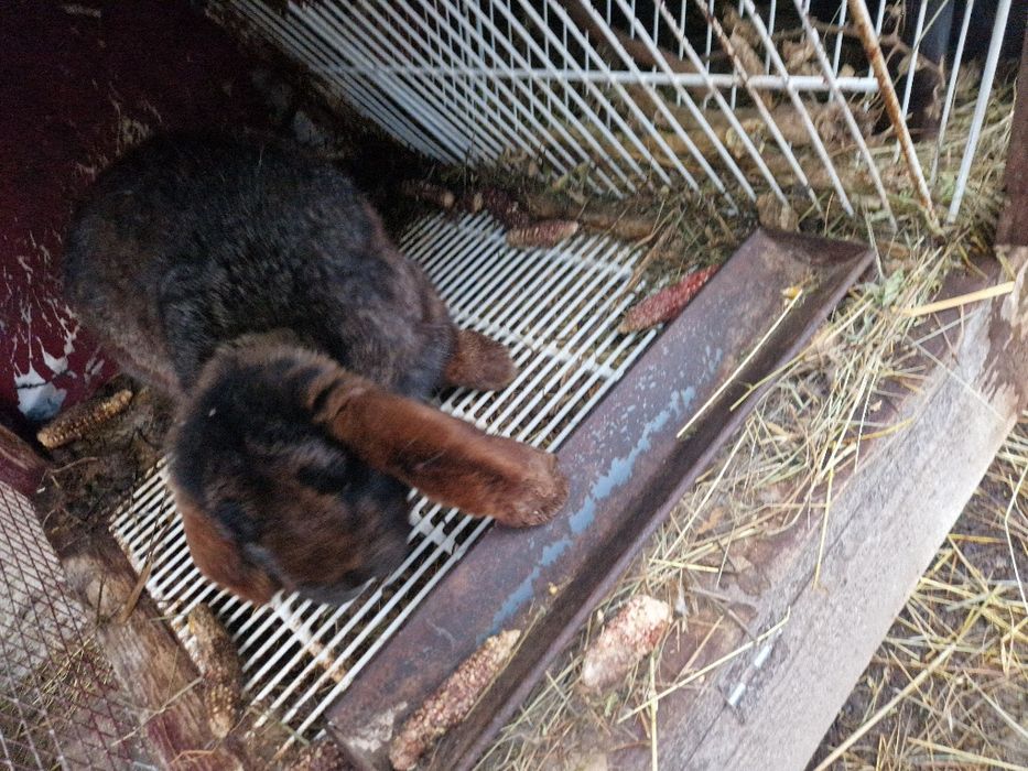 Iepuri Berbec German / Urias German