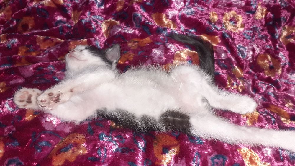 Mushuk kichkina 1 oylik